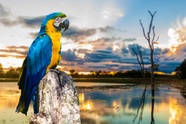  Experiências de Luxo para Casais: Destinos de Lua de Mel no Brasil que Vão Encantar Você