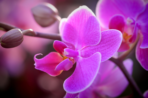 Cultivo de Orquídeas: Passo a Passo para um Jardim Exuberante